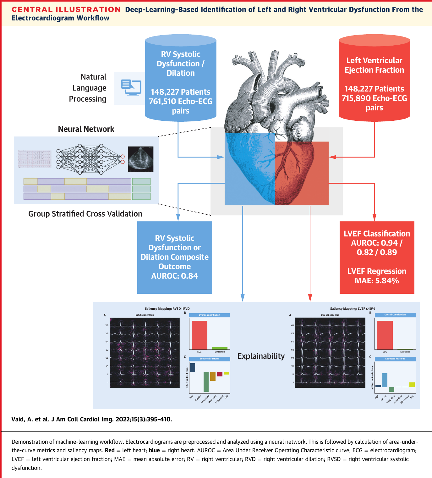 Central illustration showing an ECG neural-network pipeline for left- and right-ventricular prediction, performance, and explainability